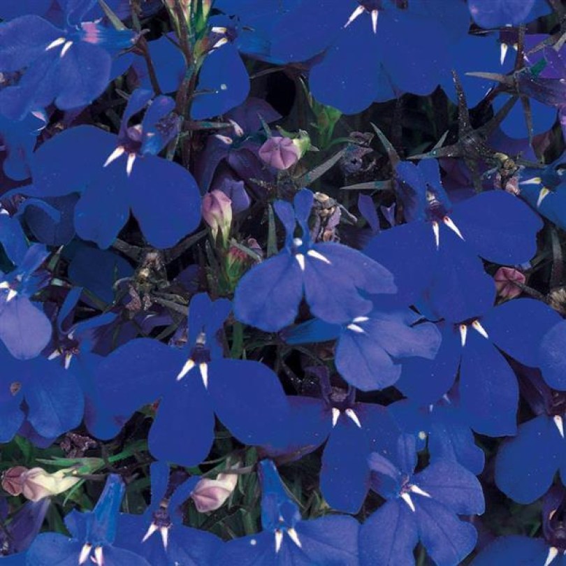 Лобелия Riviera Marine Blue